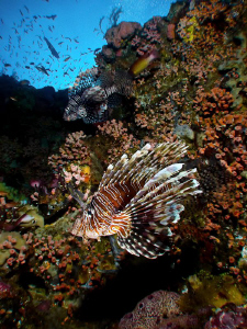 Lionfish on the Reef (2) - Canon S90. Taken in Komodo. by Stephen Holinski 
